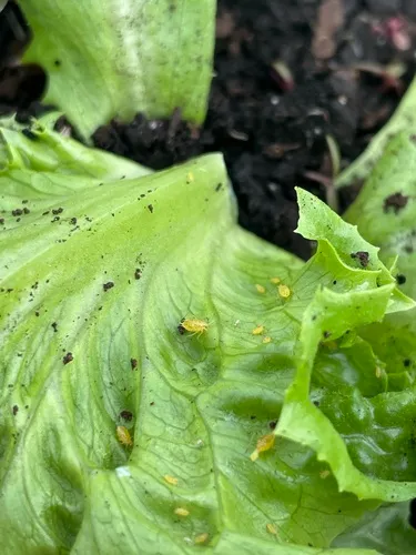 Currant-Lettuce Aphid