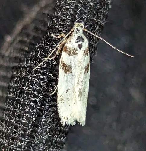 Chionodes lictor