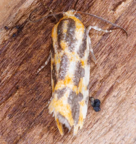 Common Spragueia Moth