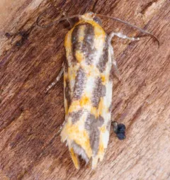 Common Spragueia Moth thumbnail 1