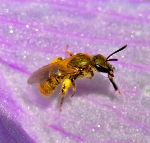 Hairy Sweat Bee