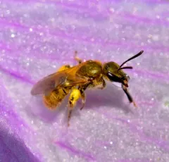 Hairy Sweat Bee thumbnail 1