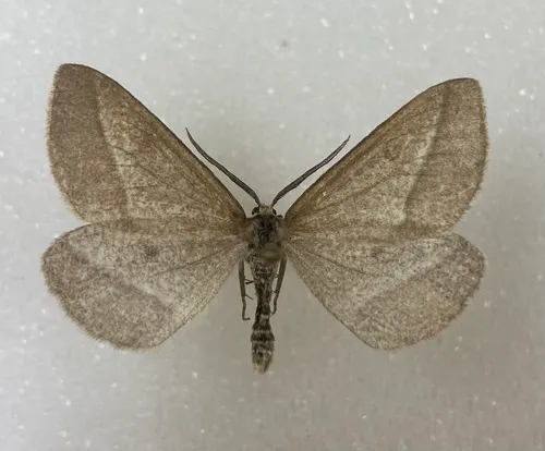 Aspitates taylori