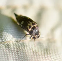 Tomoxia inclusa thumbnail 2