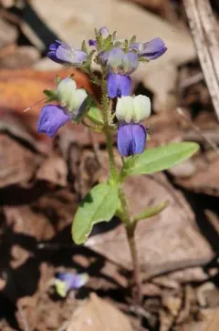 Torrey's Blue-eyed Mary thumbnail 1