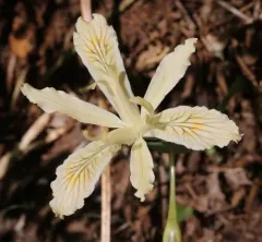 longtube iris thumbnail 3