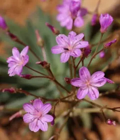 Quill-leaf Lewisia thumbnail 3