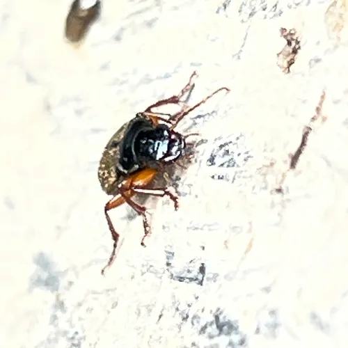 Strawberry Seed Beetle