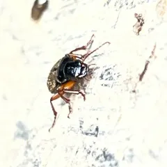 Strawberry Seed Beetle thumbnail 1
