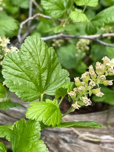 Wolf's Currant