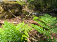 Smith's Melicgrass thumbnail 3