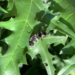 hairy rove beetle thumbnail 4