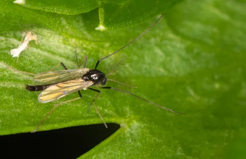 Paratendipes nitidulus