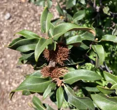 bush chinquapin thumbnail 4