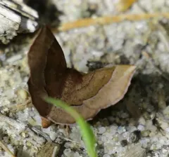 Metarranthis pilosaria thumbnail 3