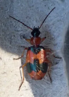 Beautiful Banded Lebia thumbnail 2