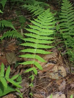 New York fern thumbnail 5