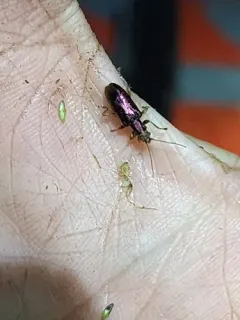 Long-necked reed beetle thumbnail 4