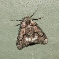 Dyar's Looper Moth thumbnail 2