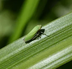 Helochara delta thumbnail 3