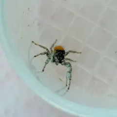Whitman's Jumping Spider thumbnail 4