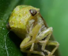 Atymna helena thumbnail 2