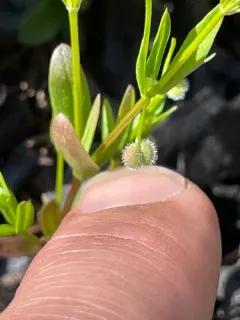 low mountain bedstraw thumbnail 2