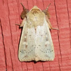 False Wainscot thumbnail 3