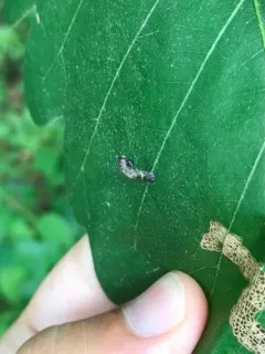 American Pistol Casebearer Moth thumbnail 1