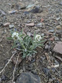 Thompson's Cryptantha thumbnail 3