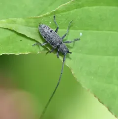 Microgoes oculatus thumbnail 4