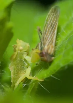 Cicadula cyperacea thumbnail 4