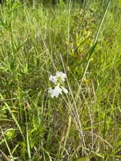 White Wand Beardtongue thumbnail 1