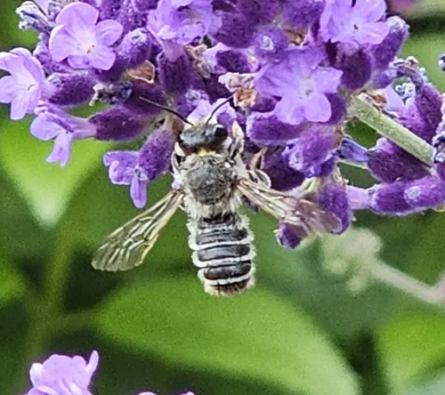 Banded Mud Bee
