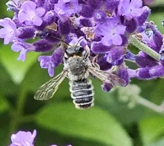 Banded Mud Bee thumbnail 1