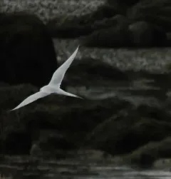 Roseate Tern thumbnail 3