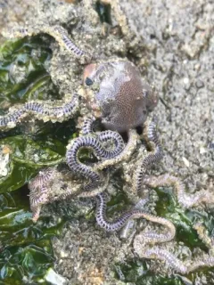 burrowing brittle star thumbnail 2