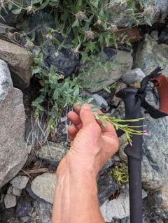 Glaucous Willowherb thumbnail 2