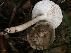 blistered woodwax thumbnail 1