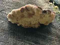 Amylocystis lapponica thumbnail 3