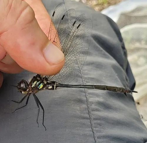 Clamp-tipped Emerald
