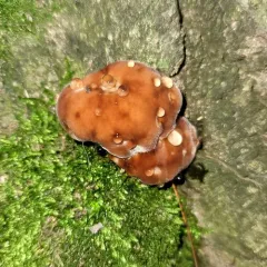 green cheese polypore thumbnail 2