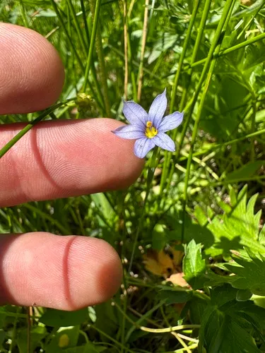 pale blue-eyed grass