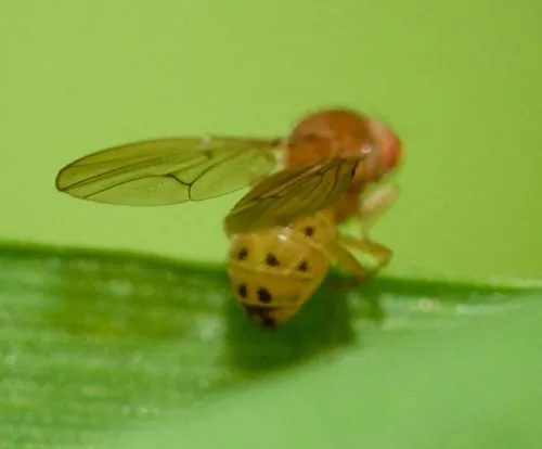 Drosophila falleni
