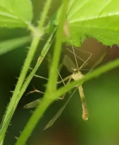 Black-tipped Hangingfly thumbnail 4