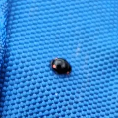 Bigeminate Sigil Lady Beetle thumbnail 2