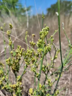 skeletonweed gall mite thumbnail 4
