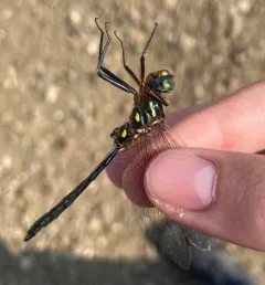 Plains Emerald thumbnail 3