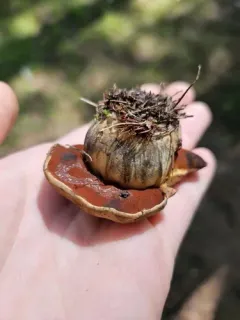 Boletus vermiculosus thumbnail 2