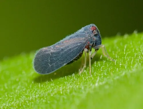 Cedusa incisa